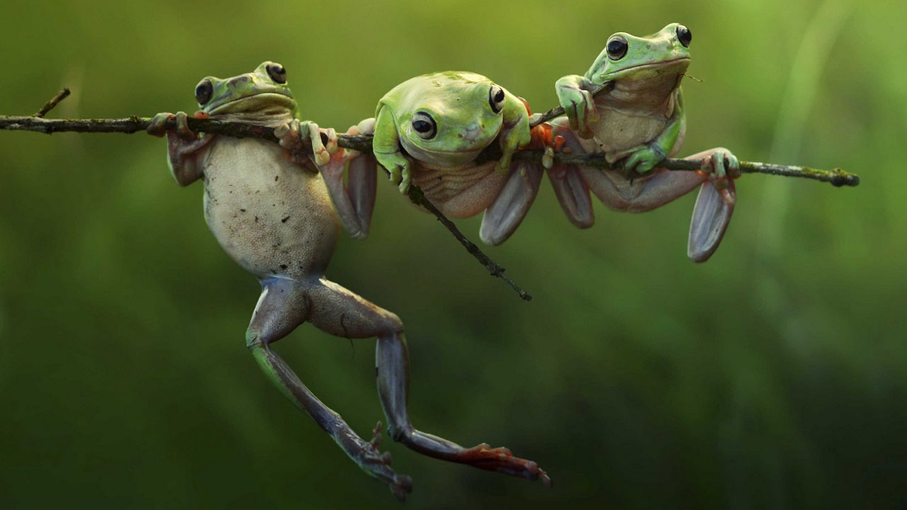 Biblically Wild: Saltamontes y cuervos, gorriones y ranas